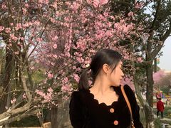 -秀丽东方
