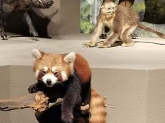 -深圳博物馆历史民俗馆