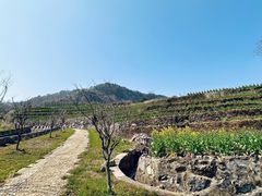 -桑洲油菜花景区