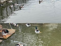 -英姐农家乐