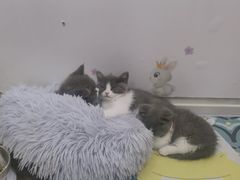 -糯米喵星人总部直营旗舰店·猫舍·幼猫出售