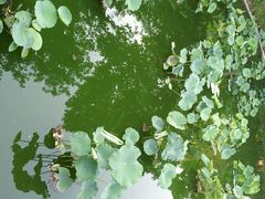 android_upload_pic-南馆公园