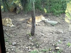 -大连森林动物园