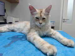 -达爱动物医院·犬猫分区·CT·复杂眼科(远洋山水分院)