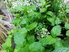 -老梦面包CHEZMOREL(麦子店)