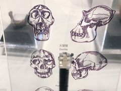 -北京周口店北京人遗址博物馆