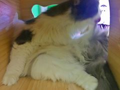 -李小姐の猫咖啡馆(五角场店)