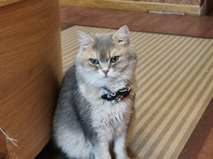 -MOCHA明星猫咖(田子坊店)