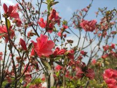 -梧桐山风景名胜区