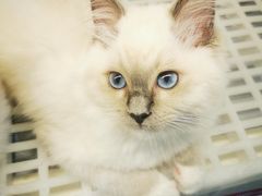 -lincat·猫舍(广州店)