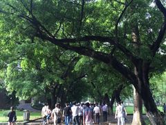 -中山大学学者灵芝(园南路店)