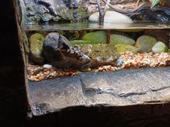 -上海海洋水族馆