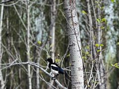 -野鸭湖国家湿地公园