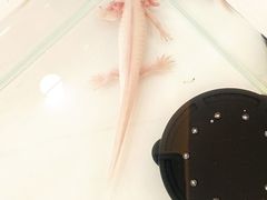 -喵宠乐园·撸猫互动·猫舍