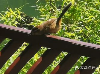 图片中的可能很多游客没有到的绿色的公园