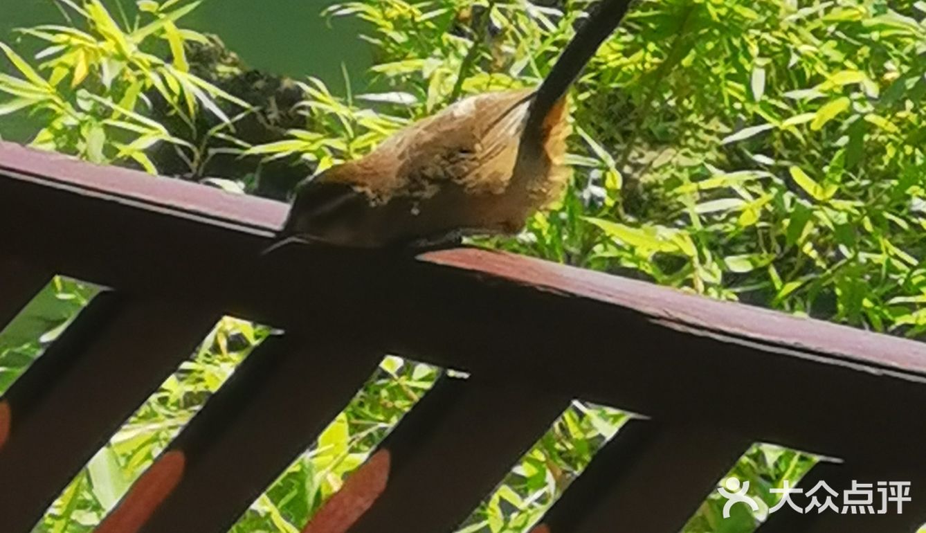 图片中的可能很多游客没有到的绿色的公园