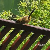 图片中的可能很多游客没有到的绿色的公园