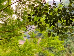 -楠溪江风景名胜区
