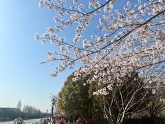 -高东镇樱花园