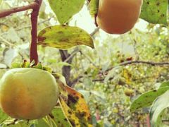 -武汉世外桃源农庄