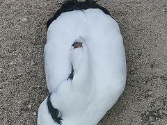 -盐城丹顶鹤湿地生态旅游区