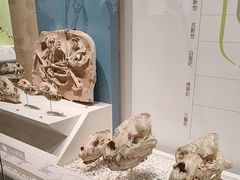 -国家自然博物馆