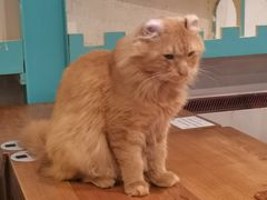 -猫小院猫主题咖啡厅(北锣店)