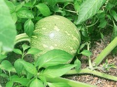 -武汉开心果园农业发展有限公司