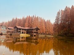 -黄海国家森林公园