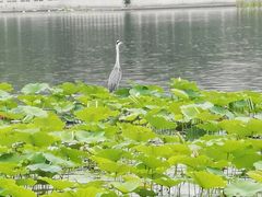 -莲花池公园