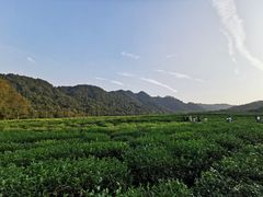 -中国茶叶博物馆(双峰馆区)