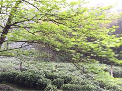 法喜寺-杭州上天竺法喜讲寺
