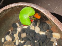 -曲水兰亭(北京四惠店)