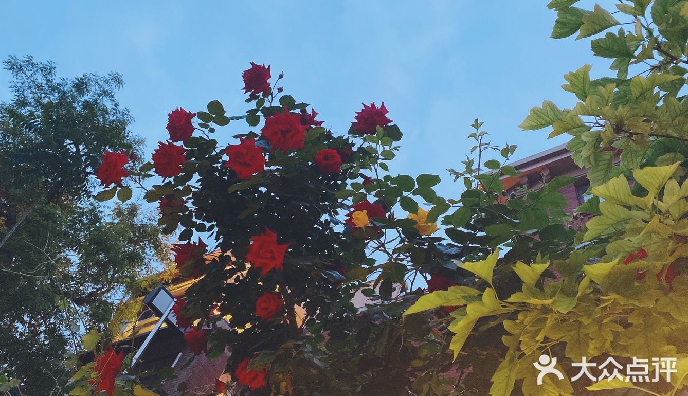 花都开好了，就等你来