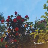 花都开好了，就等你来