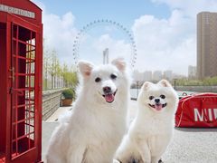 -超宠爱宠物摄影-Super pet
