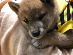 -逗柴咖啡屋·狗咖猫咖宠物桌游