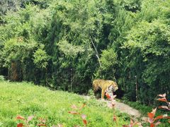 -沈阳森林动物园