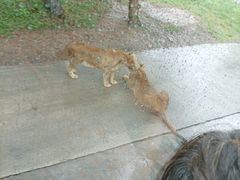 -西安秦岭野生动物园