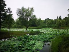 -尚贤河湿地