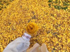 -洛阳白云山景区