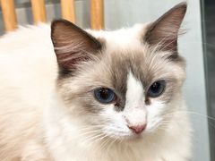 -楼上猫咖(罗湖店)