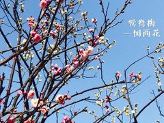 -香雪海