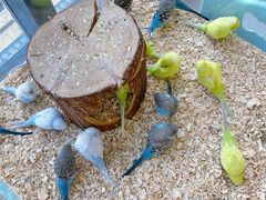 -怪兽屋·羊驼·猫咖·狗咖(俊华广场店)