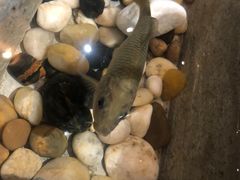 -申鲜大师·简餐(科技生态园店)