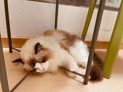 -猫在这儿猫咪咖啡馆·撸猫馆