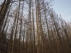 -桤木河湿地公园