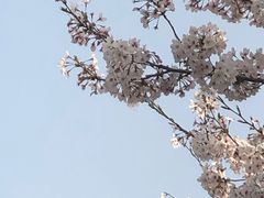 -高东镇樱花园
