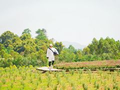 -紫颐香薰山谷景区