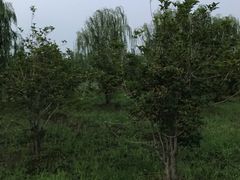-南湖湿地公园